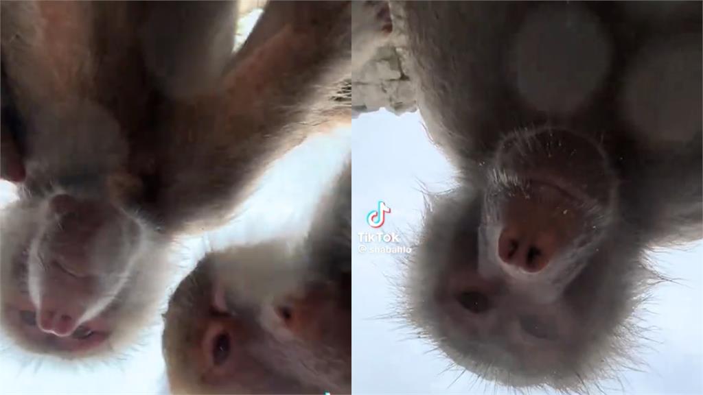 女遊客手機誤掉動物園找不回！竟遭狒狒撿走「嗨玩自拍」24秒畫面曝光