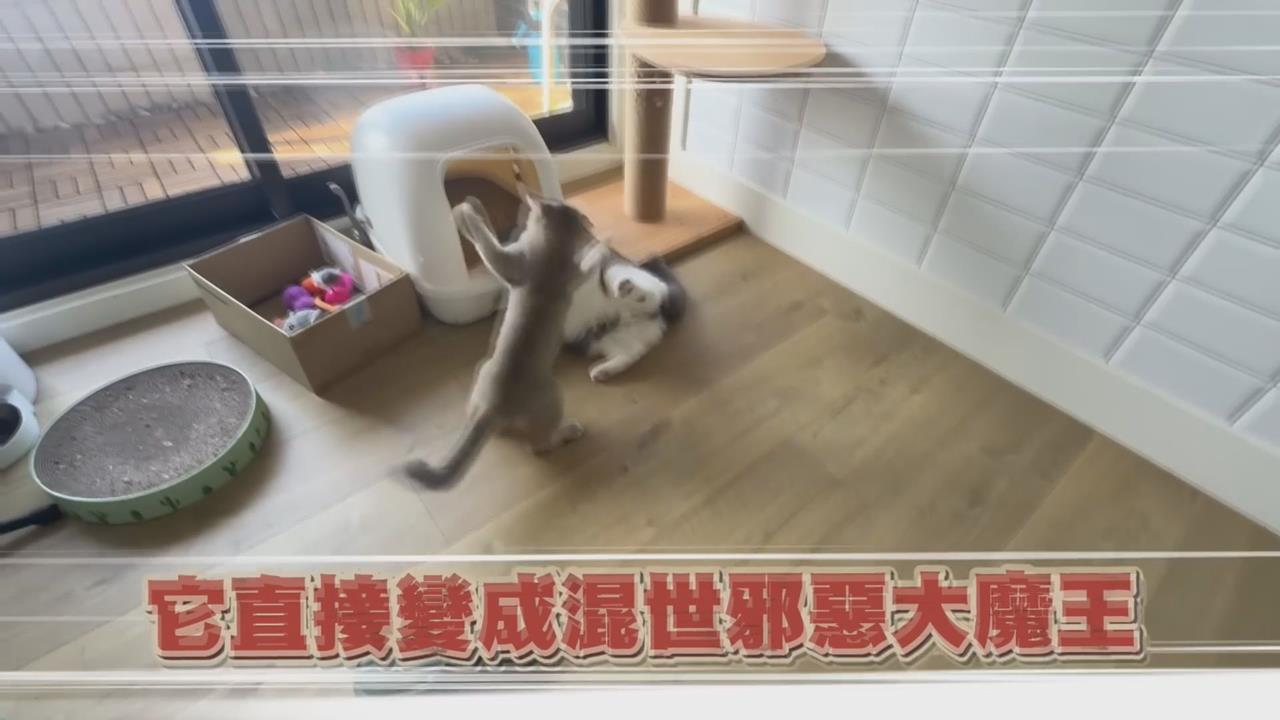 天使小貓變混世邪惡大魔王？她累喊：提早體驗帶娃生活