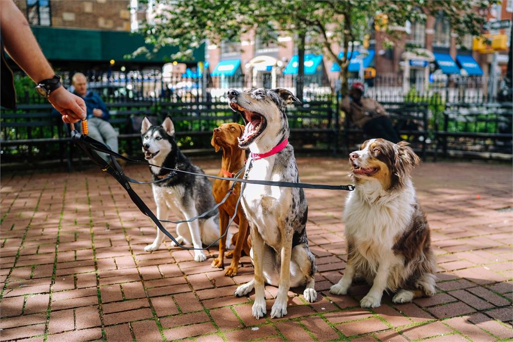 家犬疑染武漢肺炎恐爆棄養潮？他籲飼主要有良心：你是牠的全世界