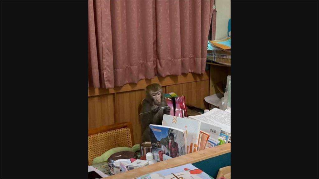小獼猴闖英文辦公室學英文？　「齊天大聖」高校兩日遊