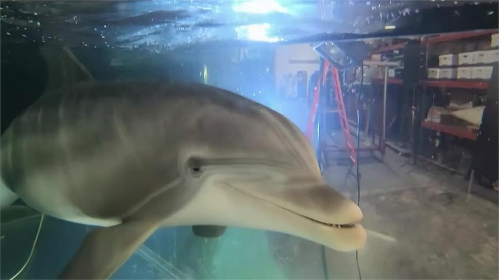 不必傷害海中生物！科技公司研發超擬真機器海豚
