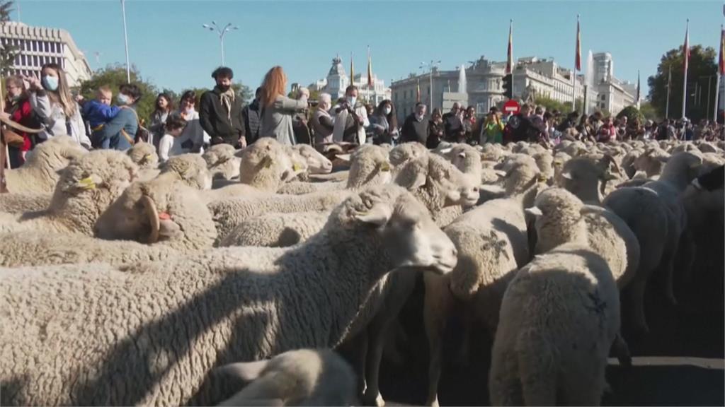 西班牙"遷徙放牧日" 數千羊隻擠爆馬德里市區