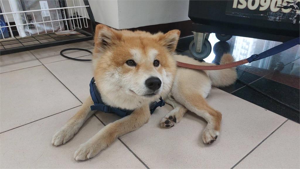 柴犬深夜街頭遊蕩　民眾協助送警尋找飼主