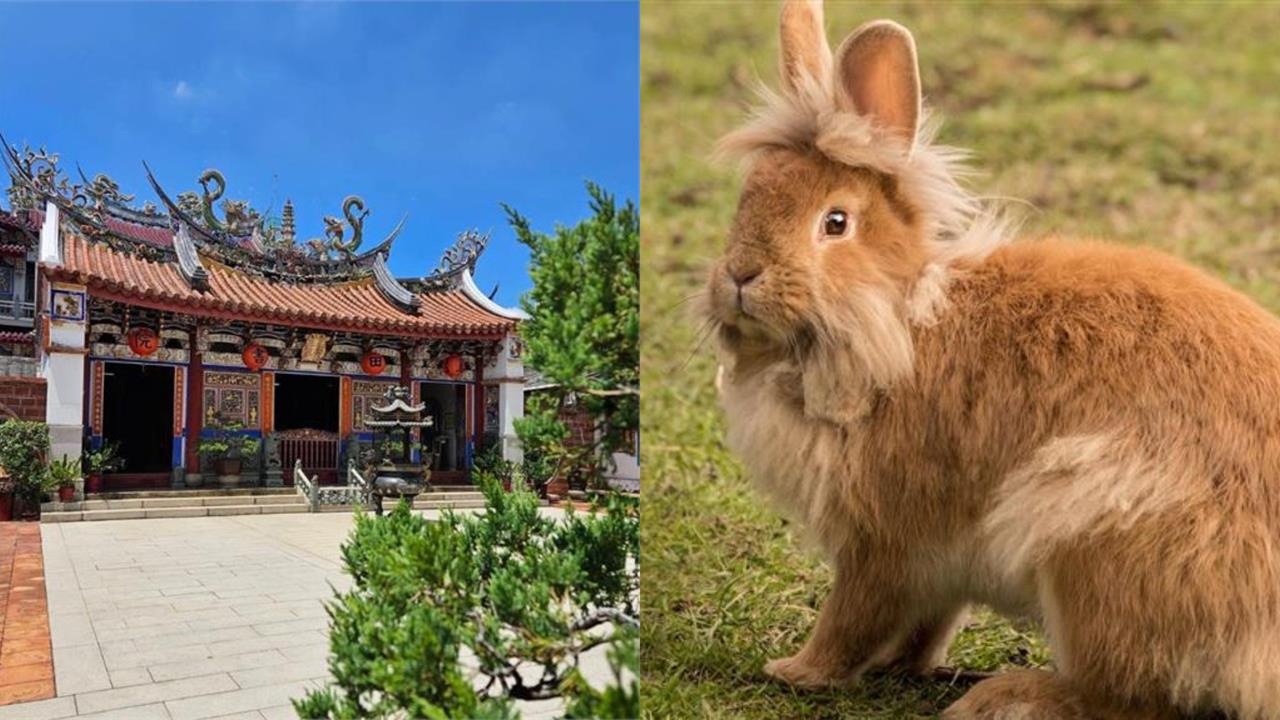 高雄男「逗兔子反被咬」氣瘋 神明前「狠踹、痛毆牠再拋飛」全被拍!