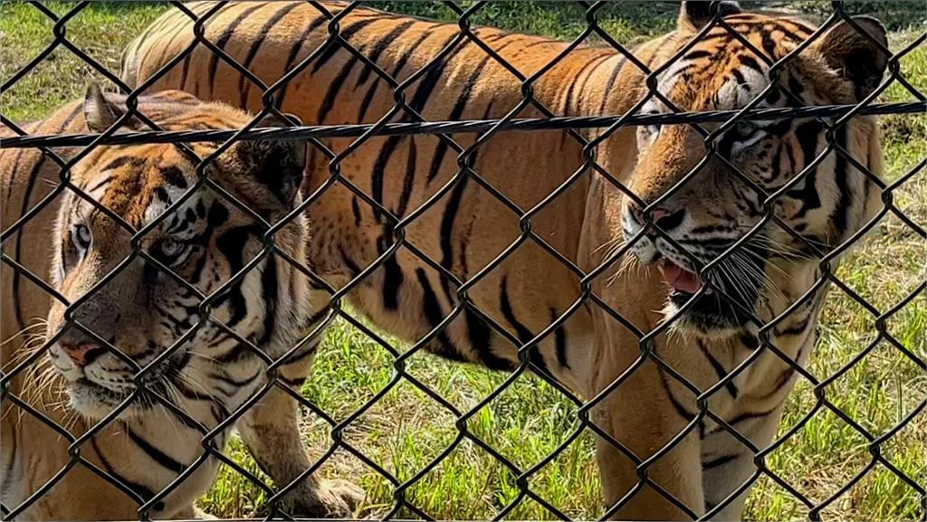 慶祝45週年！動物園復刻自駕活動　近距離觀賞「孟加拉虎」等猛獸