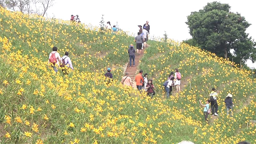 彰化虎山巖金針花盛開  遊客賞花還能品嚐美食