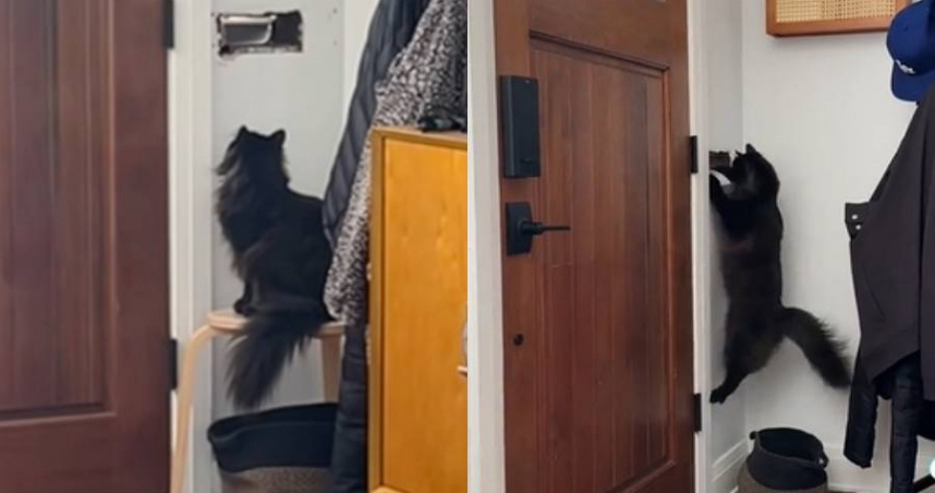 郵差投信屢失敗 飼主寫致歉信揭愛貓「守護信箱」超萌舉動