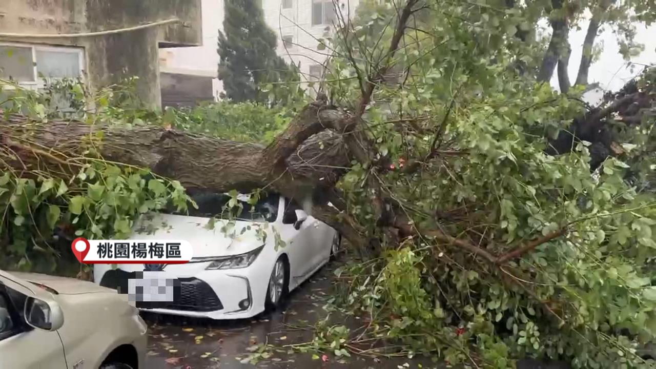 白海豚挾狂風豪雨！桃園民宅外大樹被吹倒 壓毀轎車