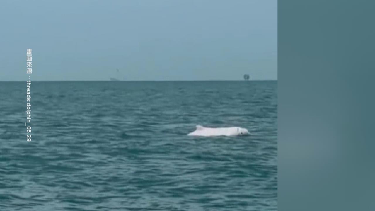 粉紅精靈驚喜現蹤！　彰化外海捕捉白海豚身影