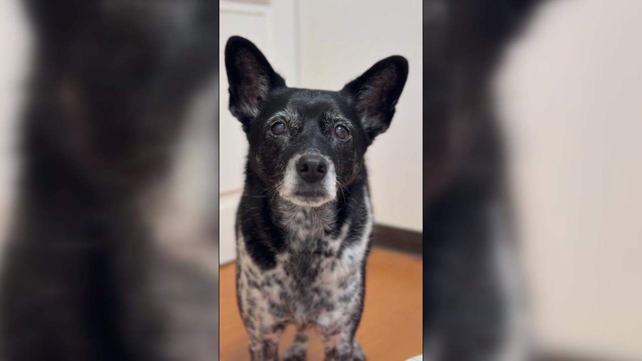 陳美琪走失了！飼主重金懸賞50萬元　急尋養12年米克斯犬