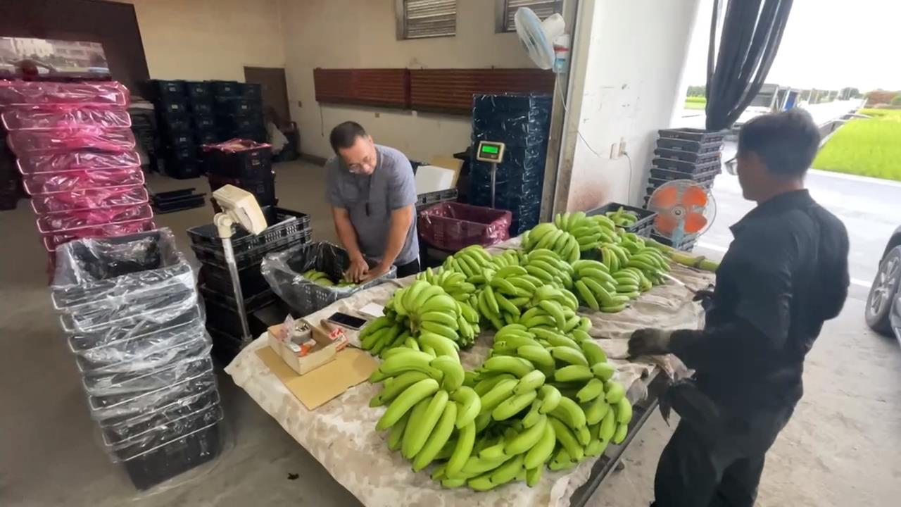 防颱大作戰！雲林林內木瓜搶收　莿桐香蕉園加固樹幹