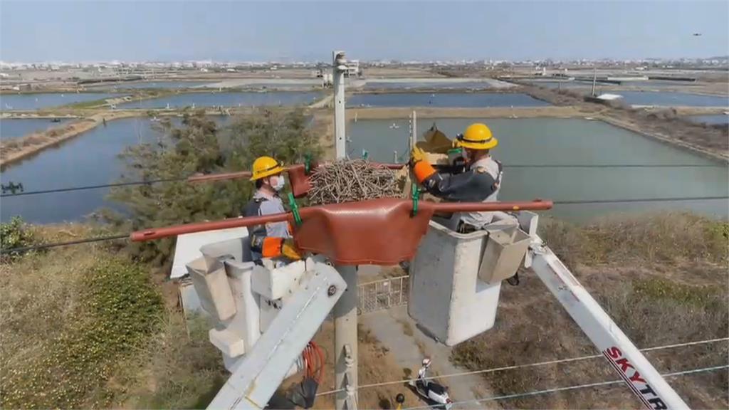 80公分鳥巢現蹤電線桿　台電出動升空車幫喜鵲搬家