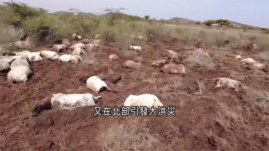 40年來最嚴重乾旱！「非洲之角」遍布餓死羊群