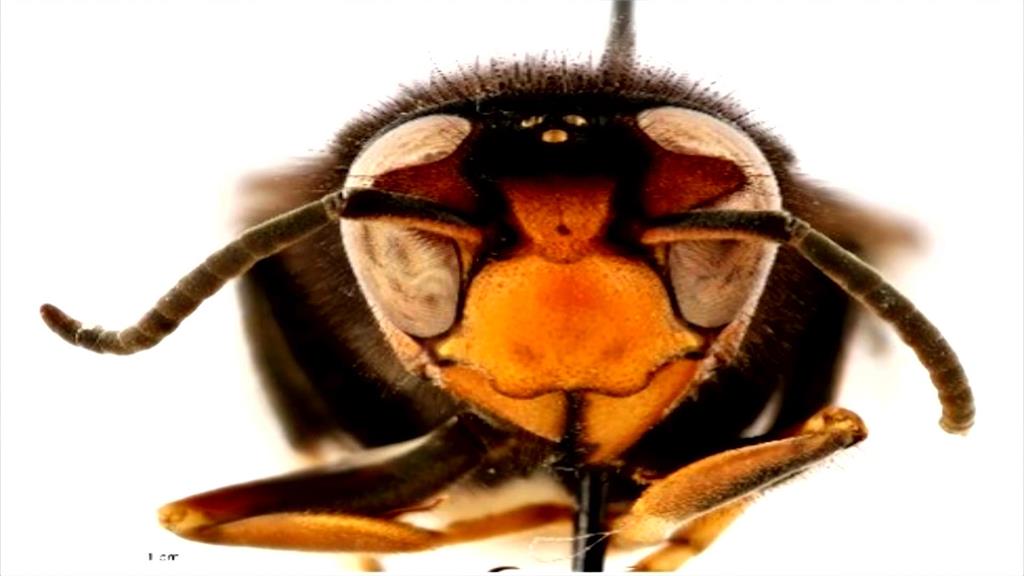 喬治亞州現２隻「兇猛黃蜂」　憂繁衍衝擊生態、農業急捕捉