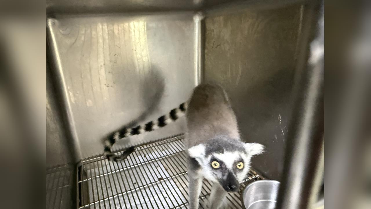 非法販售5隻「瀕危動物」　中和宮廟停車場攔截交易