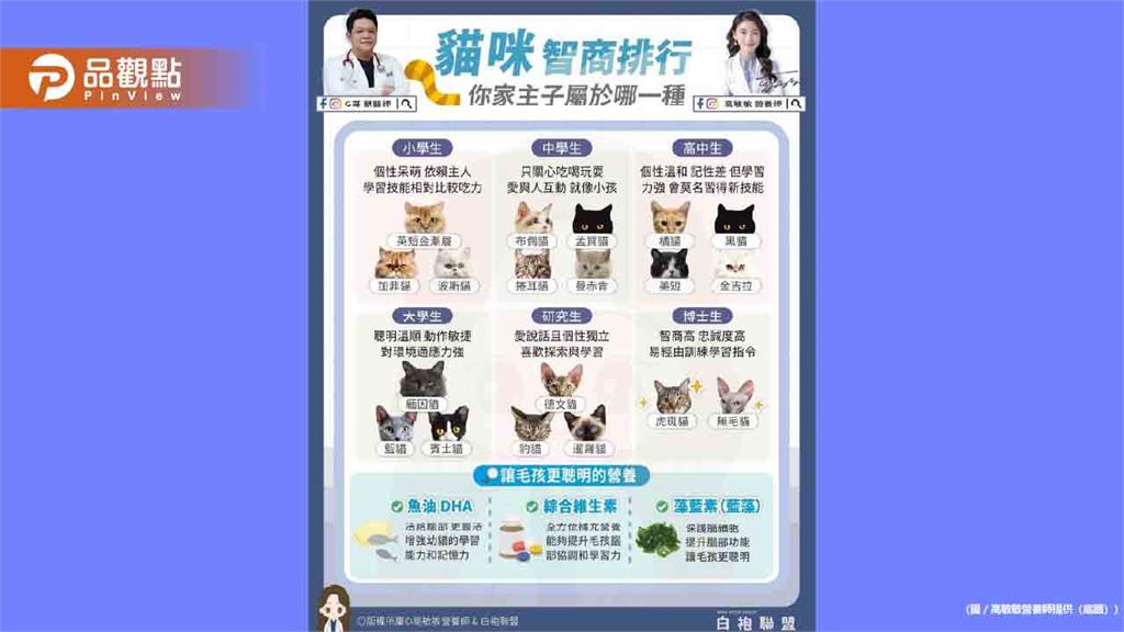貓咪智商排行榜　你家主子屬於哪一級?
