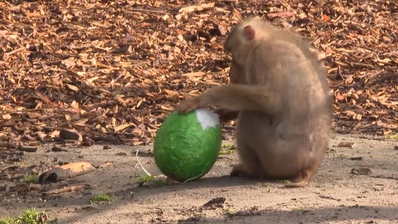 德國動物園慶復活節! 獼猴找彩蛋、獅子有麻袋驚喜