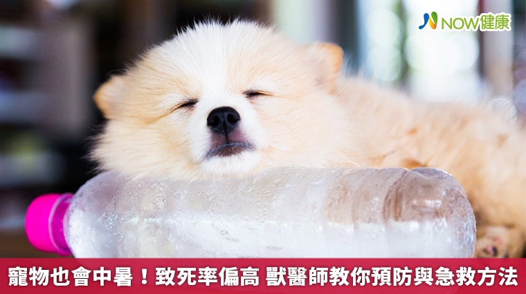 寵物也會中暑！致死率偏高　獸醫師教你預防與急救方法