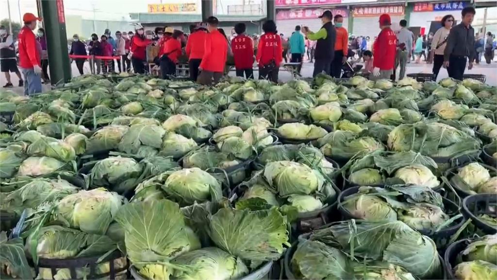 抱怨歐洲高麗菜難吃像「塑膠玩具」？內行人揭關鍵：買錯品種了！