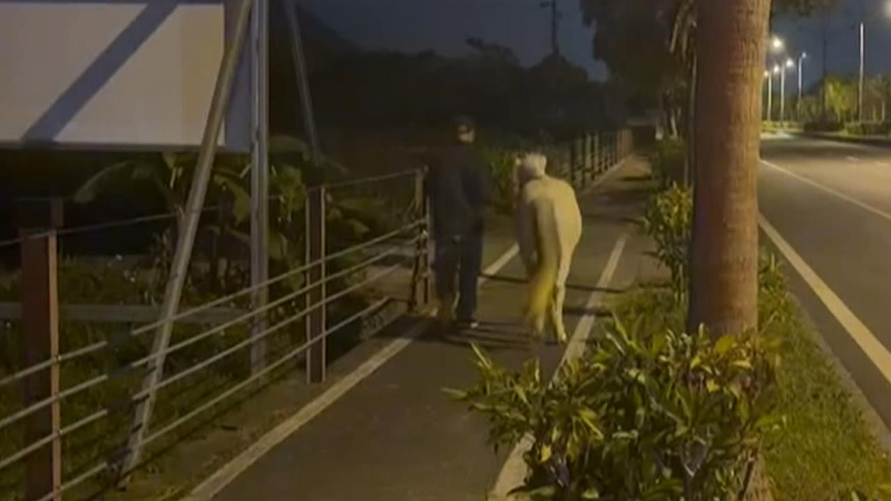 台9線「白馬逛大街」! 農場門未關好遭白馬趁機偷溜