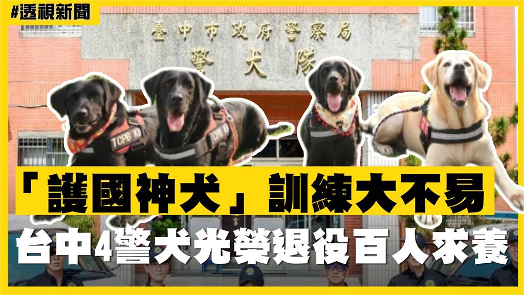 透視新聞／「護國神犬」訓練大不易　台中4警犬光榮退役百人求養