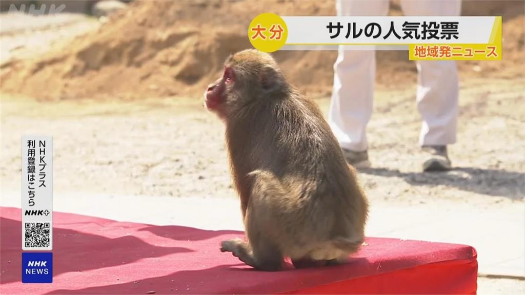 日本高崎山動物園人氣猴票選！　「奇蹟」首次入選就奪冠