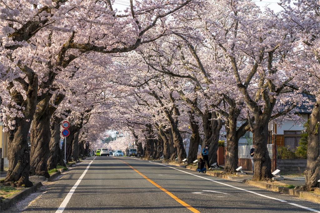 日本氣溫上升櫻花盛開！　民眾趁好天氣出門踏青賞櫻