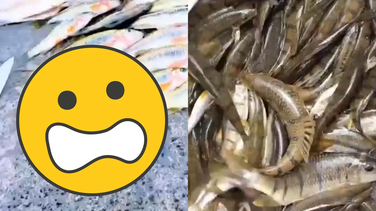 杭州男嗨吃「中國野溪石斑魚卵」慘出事！醫急警告「1毒性超強」：沒有特效解藥