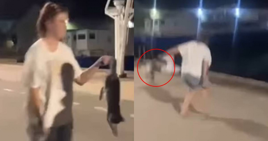 小貓遭撞死！女嘻笑將屍體「丟入大海」一旁還有兔子浮屍