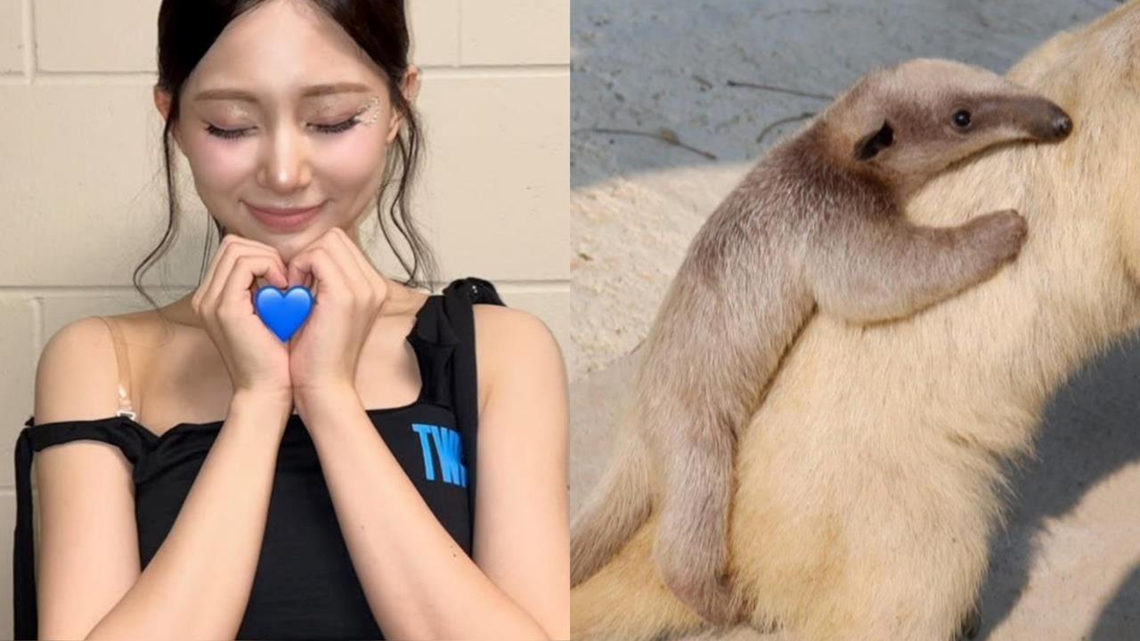 周子瑜高雄開唱！「許願想見周子蟻本尊」粉絲笑翻：不在壽山動物園
