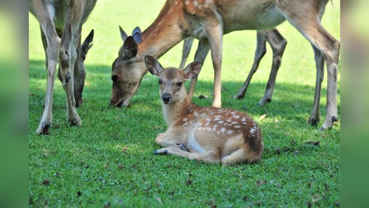 大阪市區野鹿趴趴走　疑從奈良公園翻山越嶺而來