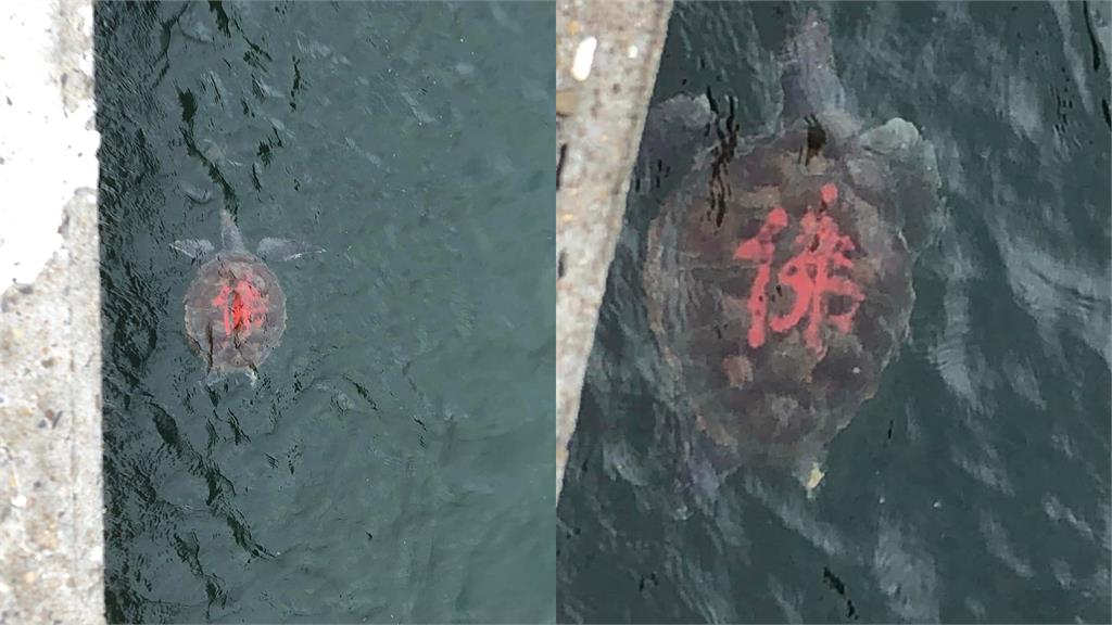 台南野生海龜遭人用紅漆寫「佛」字　水中詭異畫面引網怒：智商堪憂