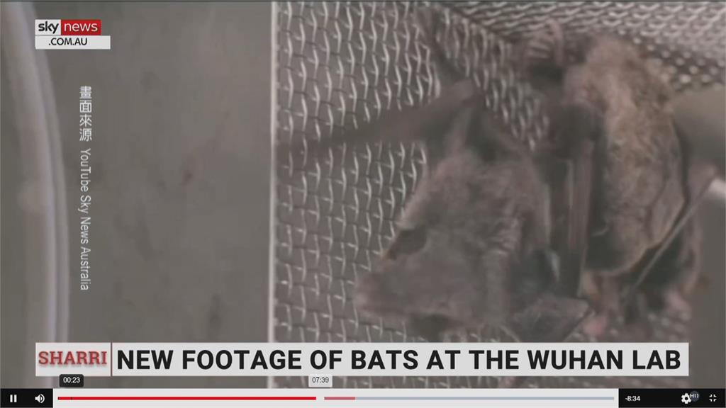 抓到了！武漢P4實驗室真的養蝙蝠影片曝光　打臉世衛「實驗室未洩病毒」說