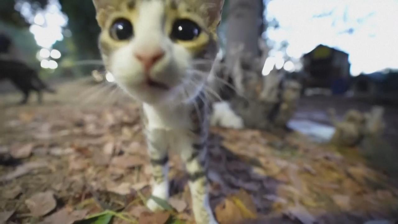 賽普勒斯島上「一百萬隻貓」 政府擔心貓咪福祉與生態問題