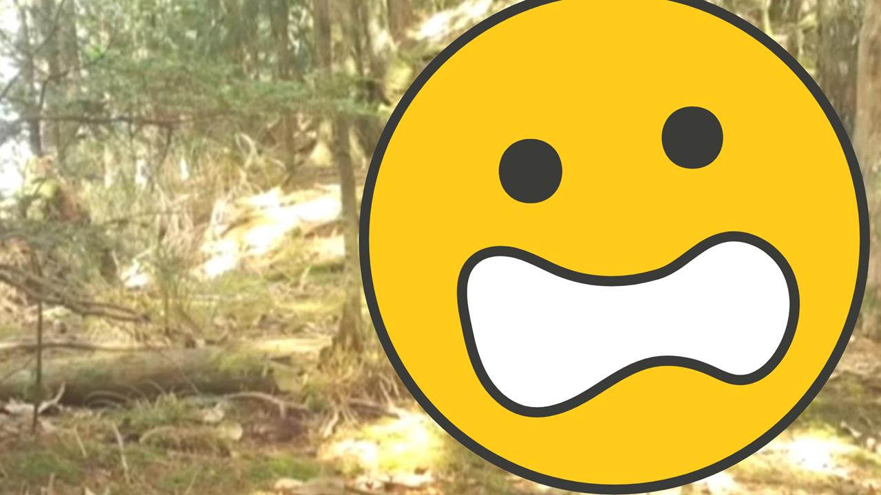 女記者直播到一半被「牠」盯上！巨獸「後方現蹤」僅離幾公尺…驚悚畫面曝光