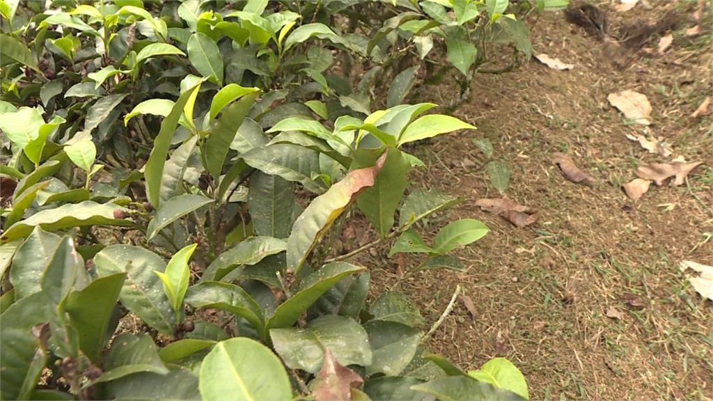 茶樹「枯慘」未列旱災救助 南投茶農不平