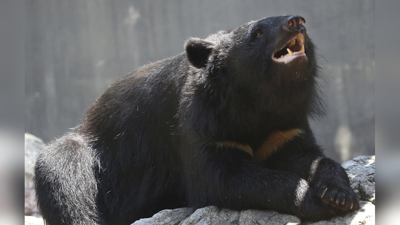 日本熊害頻傳死傷破紀錄　年度漢字「熊」首度獲選