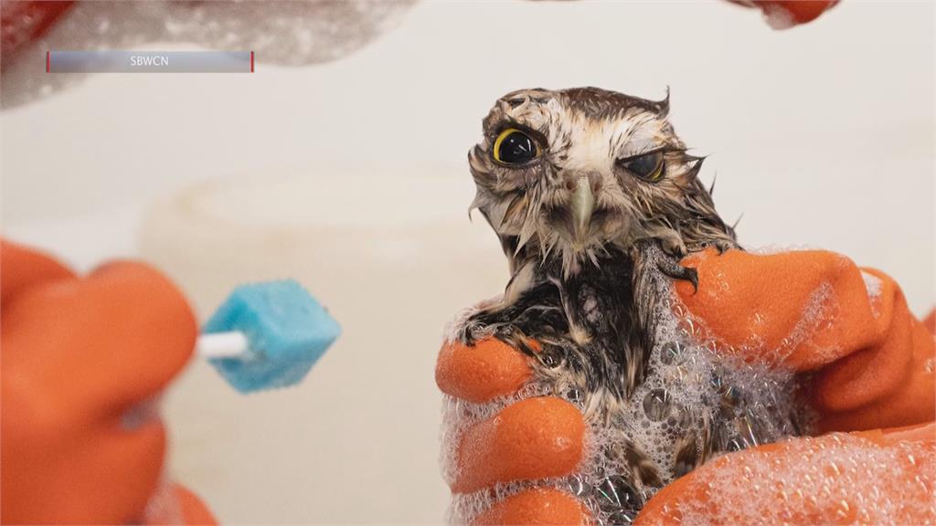 沙漠貓頭鷹漂外海載浮載沉　船員救援送野生動物照護團隊