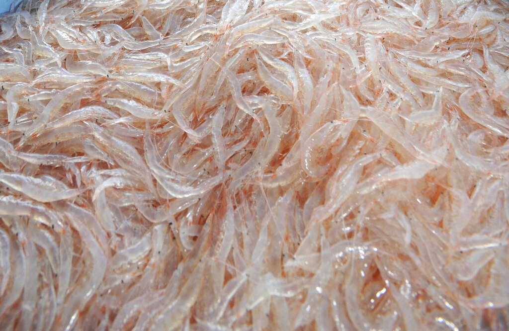 「富山灣寶石」正值產季　白蝦首日捕撈270公斤