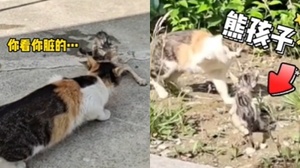 「救救我的孩子」小貓掉下水道貓媽媽很著急　救起後...直接賞小孩兩巴掌