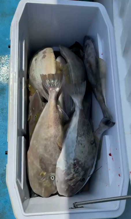 睽違四年! 剝皮魚"大咬" 50多艘漁船包圍潮境海灣