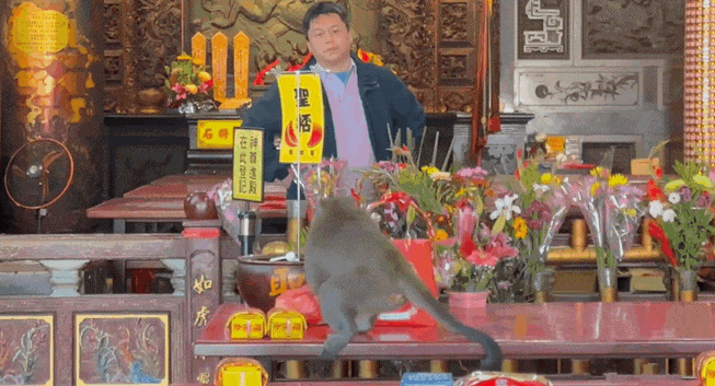 快新聞/猴子大鬧天宮!「對壽桃虎視眈眈」躲屋簷、偷供品 吃完還亂丟香蕉皮