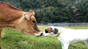 牛和汪星人在動物收容中心「一見鍾情」，飼主：已成為彼此最棒的好友！