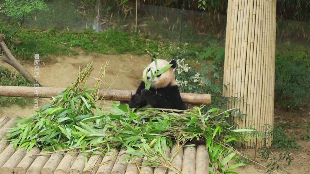 旅居南韓大貓熊　「愛寶、樂寶」誕下雙胞胎寶寶