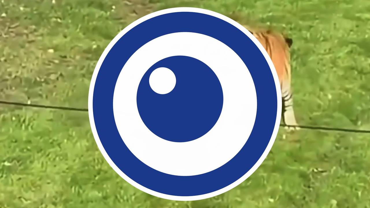 男「事前跳進去逗弄」還拍照！動物園「激戰猛虎」無碼震撼視角外流