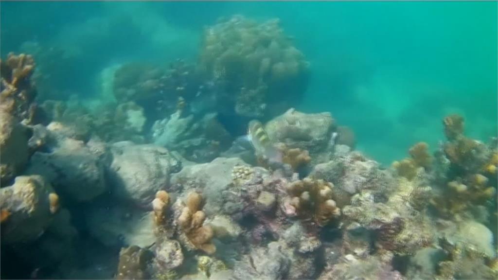 南半球高溫！印度洋珊瑚死7成 影響生態