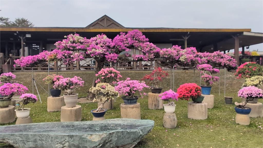 近百種品種「九重葛」　吳媽媽花園目標成為亞洲第一