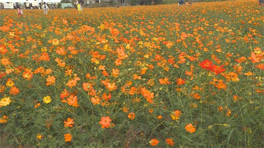 嘉義花海生活節登場 徜徉花海體驗農村