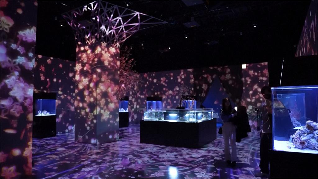 日本櫻花季來臨！　東京水族館期間限定櫻花光雕秀超夢幻
