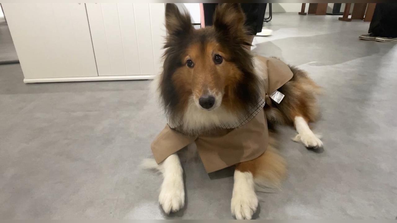 毛孩新商機　邊陪玩邊喝咖啡！　複合式寵物精品館　打造毛孩快樂天堂